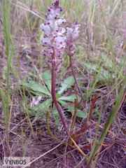 Lachenalia contaminata