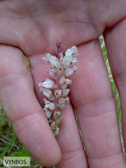Lachenalia contaminata