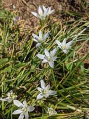 Ornithogalum orthophyllum