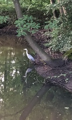 Ardea cinerea