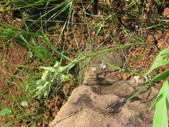 Miraglossum verticillare
