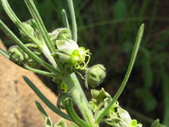 Miraglossum verticillare