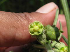 Miraglossum verticillare