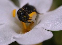 Hylaeus communis