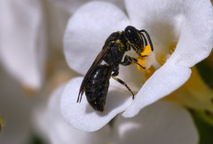 Hylaeus communis