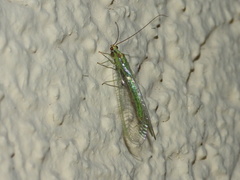 Nineta pallida