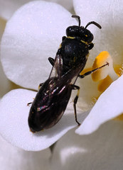 Hylaeus communis