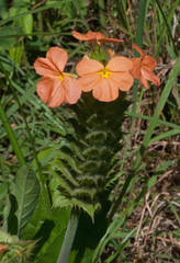Crossandra greenstockii