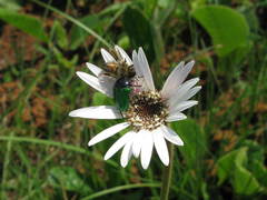 Leucocelis haemorrhoidalis