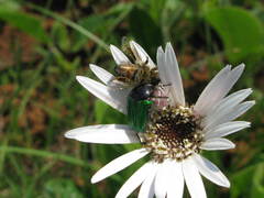 Leucocelis haemorrhoidalis