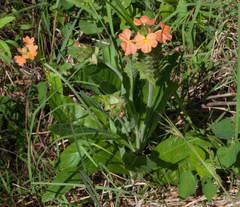 Crossandra greenstockii