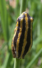 Hyperolius marmoratus taeniatus