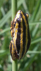 Hyperolius marmoratus taeniatus