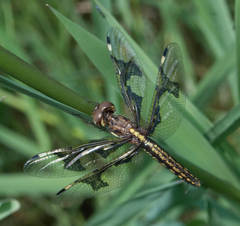 Palpopleura portia