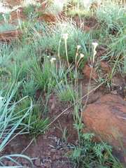 Afroaster serrulatus