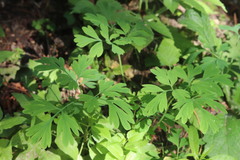 Corydalis capnoides