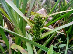 Sparganium glomeratum