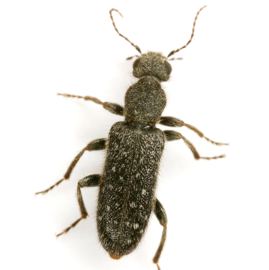 Rilettius