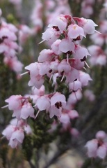 Erica umbelliflora