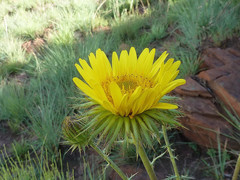 Berkheya seminivea