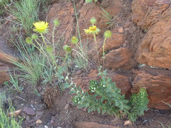 Berkheya seminivea