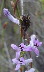 Cyphia digitata digitata