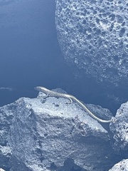 Cryptoblepharus poecilopleurus