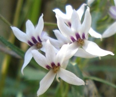 Cyphia sylvatica sylvatica