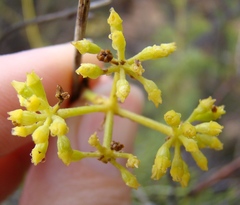 Notobubon striatum