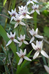 Cyphia sylvatica sylvatica