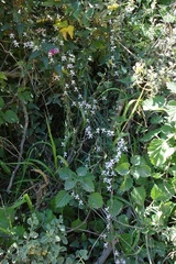 Cyphia sylvatica sylvatica