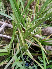 Sparganium glomeratum