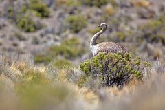 Rhea pennata garleppi