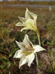 Gladiolus tristis