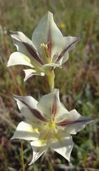 Gladiolus tristis