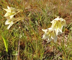 Gladiolus tristis