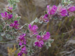 Indigofera glomerata