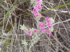 Indigofera glomerata