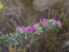 Indigofera glomerata