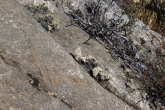 Dolichothrix ericoides