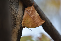 Charaxes varanes