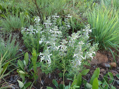 Syncolostemon pretoriae