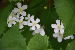 Ranunculus aconitifolius