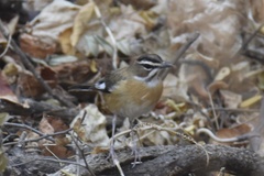 Cercotrichas quadrivirgata