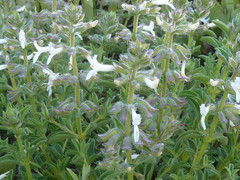 Syncolostemon pretoriae