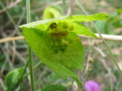 Dalechampia capensis