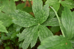 Ranunculus aconitifolius