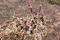 Boophone haemanthoides