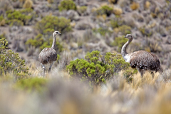 Rhea pennata garleppi