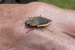 Polybothris pisciformis